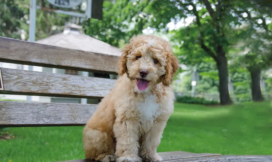 Miniature Labradoodle